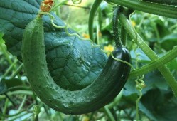 网红小雨吃大瓜图片大全,盘点那些令人捧腹的搞笑瞬间