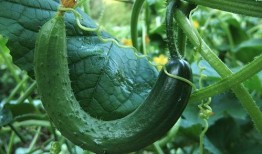 网红小雨吃大瓜图片大全,盘点那些令人捧腹的搞笑瞬间