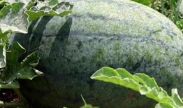 枣庄吃瓜网红事件,网络舆论的风暴与反思