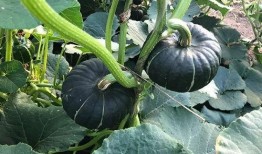 f718娱乐吃瓜网,揭秘娱乐圈最新热点事件