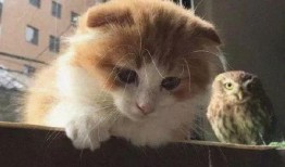 娱乐吃瓜酱猫学鸟走路,酱猫学鸟走路，揭秘动物界的趣味模仿