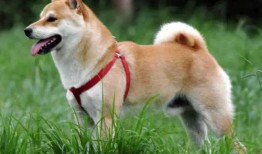 柴犬员工爆料视频下载,职场真相大曝光