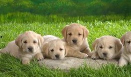 狗子皮肤爆料视频,独家爆料带你领略毛茸茸的奥秘