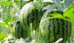 免费吃瓜905215,905215背后的故事