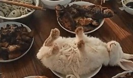 野餐兔网红吃瓜视频