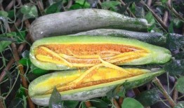 邳州网红吃瓜,揭秘网络红人的幕后真相