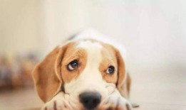 狗子皮肤爆料视频,独家爆料带你领略毛茸茸的奥秘