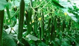 今日吃瓜必吃大瓜免费,免费畅享吃瓜盛宴