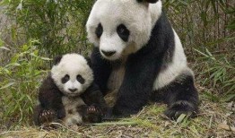 熊猫飞飞爆料最新