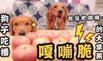 狗子爆料周冬雨视频,揭秘明星幕后生活片段