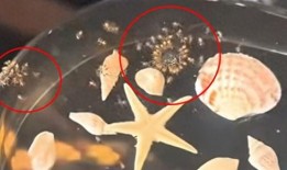 虫子最新爆料,揭秘娱乐圈惊天大事件！