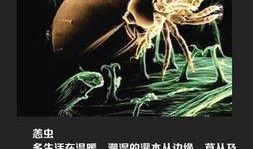 虫子最新爆料,揭秘娱乐圈惊天大事件！