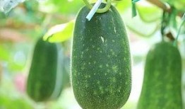 今日吃瓜必吃大瓜免费,免费畅享吃瓜盛宴