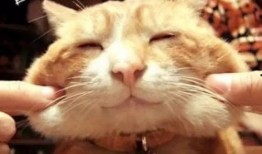 娱乐吃瓜酱猫学鸟走路,酱猫学鸟走路，揭秘动物界的趣味模仿