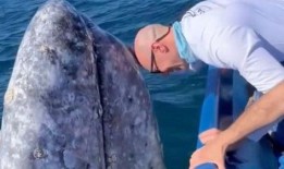 鲸鱼大哥爆料是真的吗视频