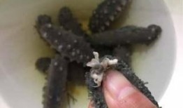 妖怪爆料海参怎么做视频,海参烹饪绝技大揭秘