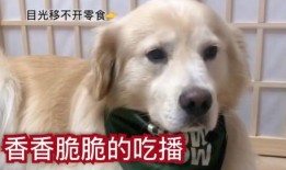 狗子皮肤爆料视频,独家爆料带你领略毛茸茸的奥秘