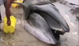 鲸鱼大哥爆料是真的吗视频