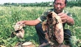 渑池吃瓜最新事件爆料新闻,最新爆料揭示惊人内幕