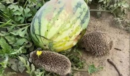 网红小雨吃大瓜图片大全,盘点那些令人捧腹的搞笑瞬间