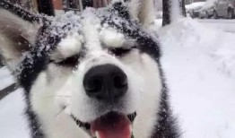 舞帝二哈爆料视频大全,揭秘幕后故事与精彩瞬间