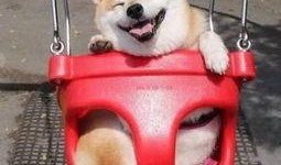 柴犬员工爆料视频下载,职场真相大曝光