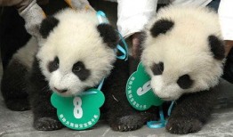 熊猫飞飞爆料最新