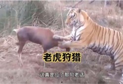王老虎被爆料了吗视频,揭秘背后真相