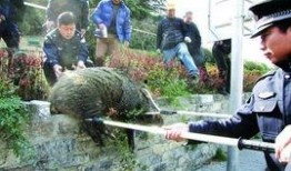 南京野猪最新爆料,揭秘神秘生物的神秘面纱