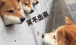 柴犬员工爆料视频下载,职场真相大曝光