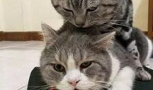 娱乐吃瓜酱猫学鸟走路,酱猫学鸟走路，揭秘动物界的趣味模仿